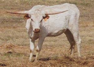 12hfr.jpg