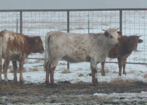 3heifers018.jpg