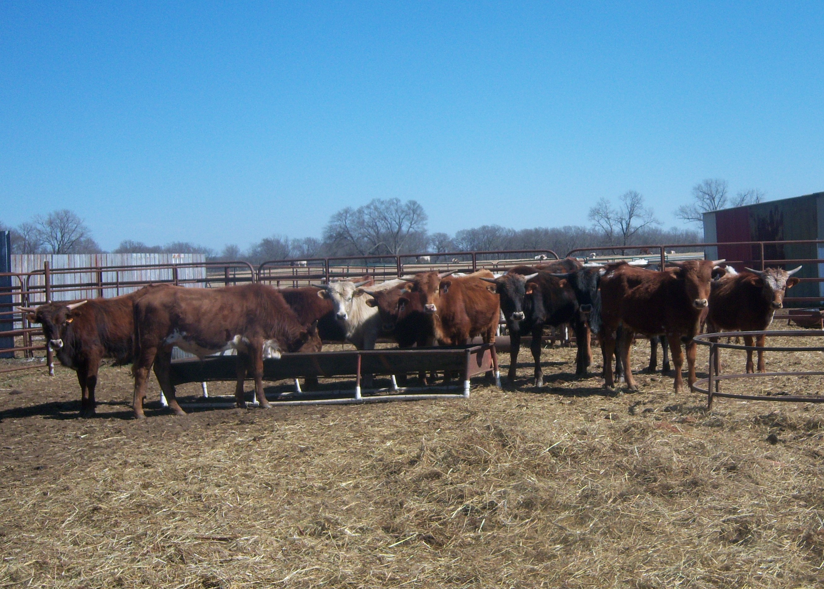 22214calves125.jpg